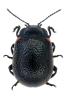 Chrysolina kuesteri